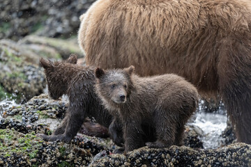 Brown Bear Cubs