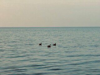 Fototapeta premium ducks in the lake