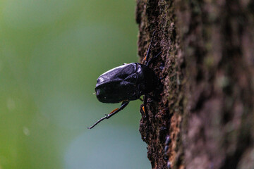 樹液を吸うことに夢中のカナブン
