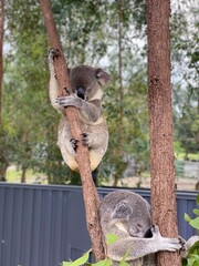 Koalas Climbing and Resting on Tree Trunks – Australian Wildlife 