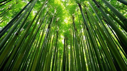 Fototapeta premium Lush Green Bamboo Forest Canopy Nature Background