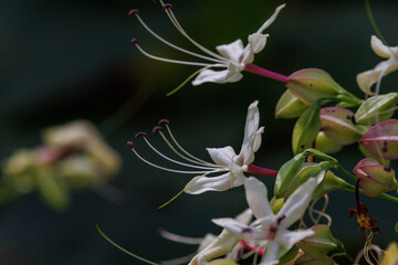 森に咲く白いクサギの花