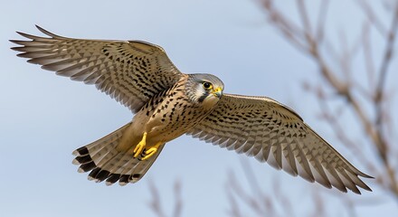 Ai generated image of a majestic american kestrel, a small falcon, soars through the sky with its wings spread wide, showcasing its intricate feather patterns and keen hunting gaze