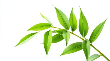 Fototapeta premium Fresh Green Leaves on a White Background