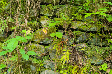 Close-up of moss-covered old wall stones intertwined with green foliage. Showcasing the rich textures and vibrant life of a natural habitat.