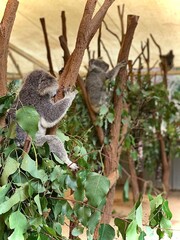 Koalas Climbing and Resting on Tree Trunks – Australian Wildlife 