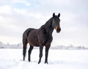Fototapeta premium Dark Horse Standing in Snowy Winter Field