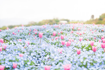 Spring Field with Pink Tulips and Baby Blue Eyes Flowers in Bloom