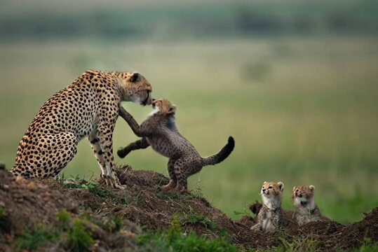 Cheetah mother playing with cub while two others watch