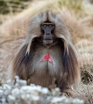 Gelada baboon staring at camera in simien mountains national park