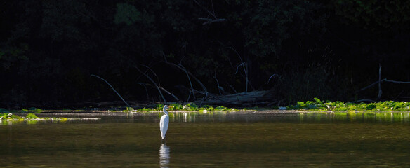 An egret standing in the water for prey