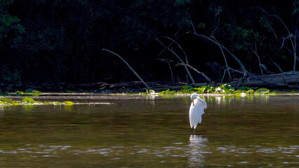 An egret standing in the water for prey