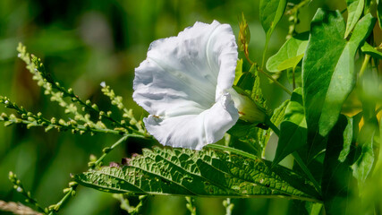 Bellbind in the wild