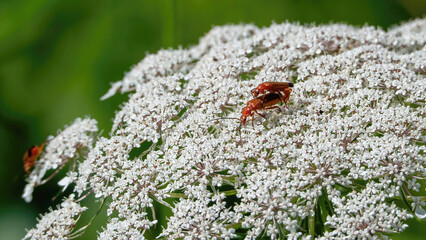 Common Red Soldier Beetles on Wild Carrot (Queen Anne's Lace)