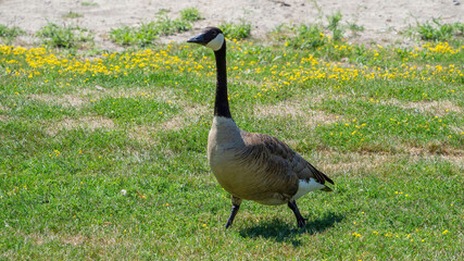 Canada Goose wandering on the grassland