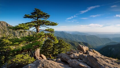 cedar tree summit