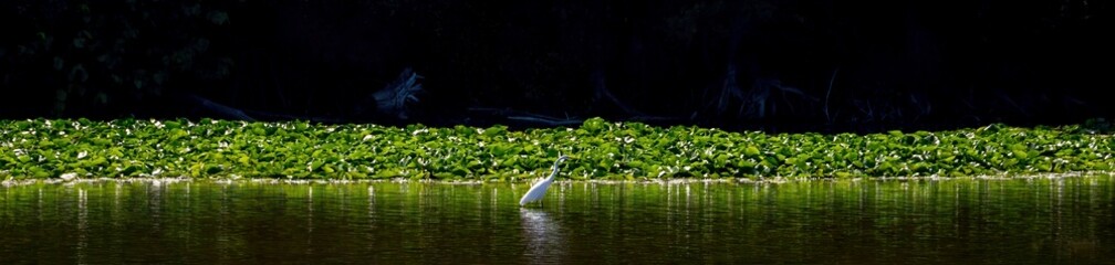 An egret standing in the water for prey
