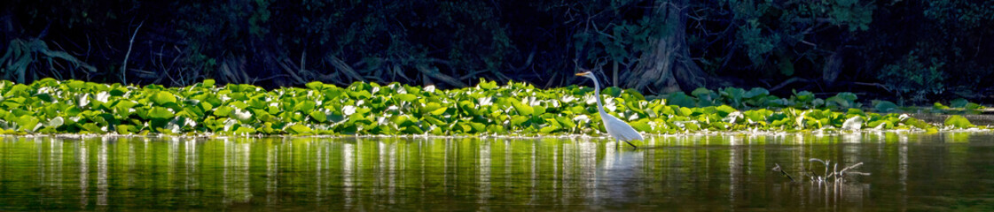 An egret standing in the water for prey
