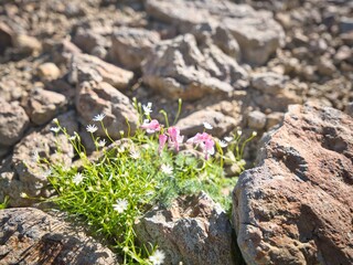 Dicentra peregrina (Komakusa), the Queen of Alpine Plants, blooming resiliently in a harsh rocky mountain environment in Japan