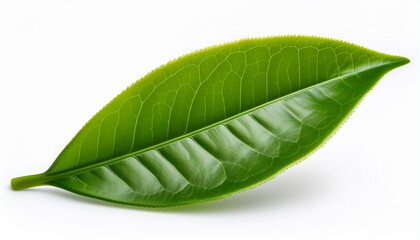 Fototapeta premium high quality green tea leaf isolated on white background n high resolution