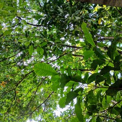 green leaves and sun