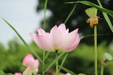 Obraz premium 蓮の花 夏の日