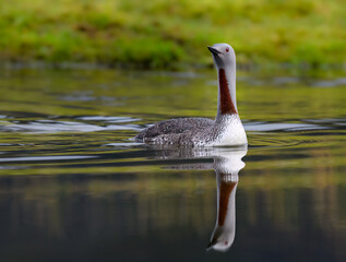 Red-Throated Loon Swimming on Calm Lake Waters