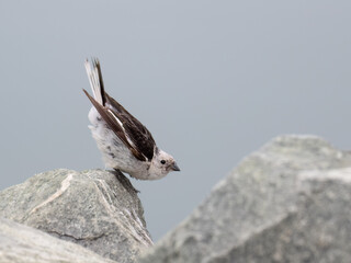 Male Snow Bunting Perched on Rock in Arctic Habitat
