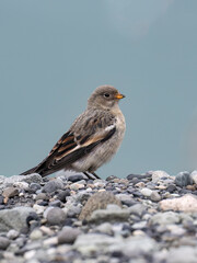 Female Snow Bunting Resting on Rocky Terrain 