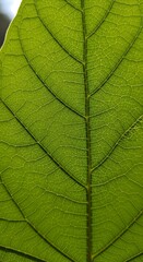Close-Up of Green Leaf Showing Vein Detail in Natural Light