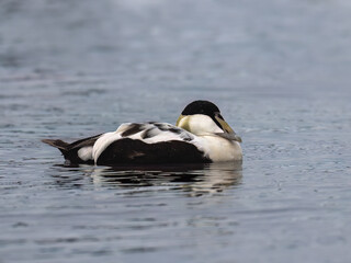 Male Common Eider Swimming in Calm Icy Waters