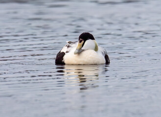 Male Common Eider Swimming in Calm Icy Waters