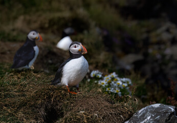 Atlantic Puffin Standing in Grassy Meadow Habitat