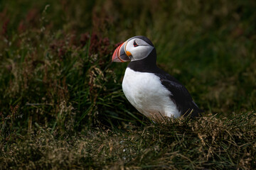 Atlantic Puffin Standing in Grassy Meadow Habitat