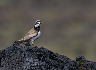 Common Ringed Plover Standing on Volcanic Rock