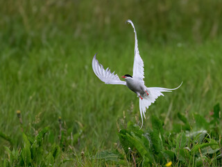 Arctic Tern in Flight Over Green Meadow Habitat