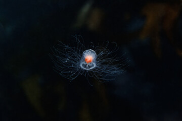 Crimson Jelly (Turritopsis rubra) with black background - shot while scuba diving at Taputeranga (Island Bay) Marine Reserve, Wellington, New Zealand