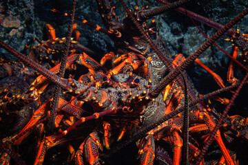 New Zealand Crayfish or Red Rock Lobster (Jasus edwardsii) - shot while scuba diving at Taputeranga (Island Bay) Marine Reserve, Wellington, New Zealand

