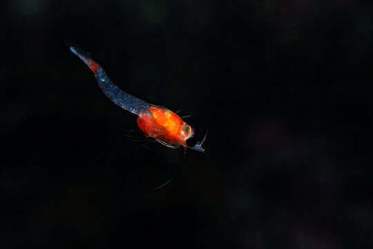 Opossum Shrimp - shot while scuba diving at Taputeranga (Island Bay) Marine Reserve, Wellington, New Zealand