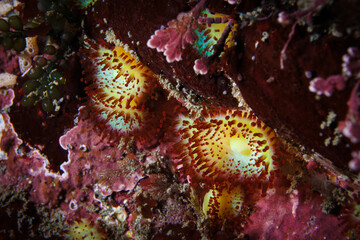 A beautiful red brown and yellow color Jewel Anemone (Corynactis australis) 
 at Breaker Bay, Wellington, New Zealand