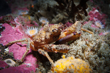 Genus Leptomithrax, spider crab - shot while scuba diving at Taputeranga (Island Bay) Marine Reserve, Wellington, New Zealand
