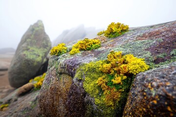 Vibrant Lichen on Rocky Mountainside