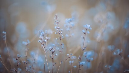 Abstract nature scene of delicate wild grasses in a tranquil field, bathed in cool, gentle light creating a dreamy, soft-focus bokeh background.