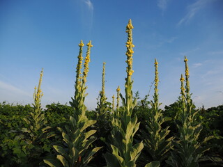 ビロードモウズイカ