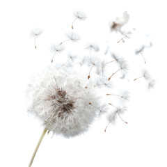 Obraz premium A dandelion seed head dispersing seeds in the wind (1)