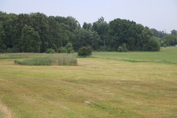 Peaceful countryside meadow with forest edge