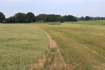Rural landscape with wheat field and green meadows