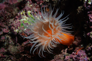 Apricot Anemone (Habrosanthus bathamae) shot while scuba diving at Taputeranga (Island Bay) Marine Reserve, Wellington, New Zealand