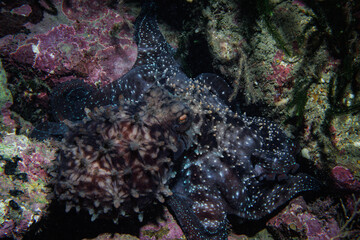 New Zealand Octopus (Macroctopus maorum or Pinnoctopus cordiformis) hunting under rocks for food - shot while scuba diving at Taputeranga (Island Bay) Marine Reserve, Wellington, New Zealand