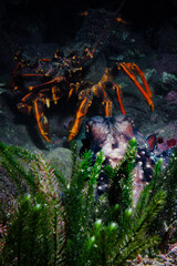 New Zealand Octopus (Macroctopus maorum or Pinnoctopus cordiformis) with orange Crayfish (red rock lobster) in background at Taputeranga (Island Bay) Marine Reserve, Wellington, New Zealand